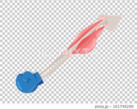腕を伸ばす時の筋肉のイラスト_上腕三頭筋の収縮 101748200