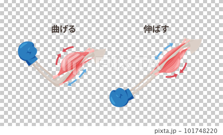 手臂彎曲和伸展時的肌肉圖解_二頭肌和三頭肌 手臂彎曲和伸展時的肌肉圖解_二頭肌和三頭肌 101748220