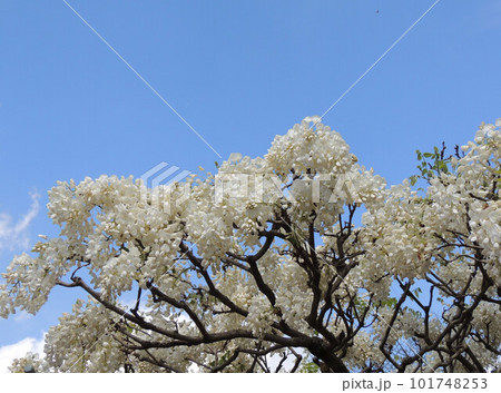 大天白公園　白藤 101748253