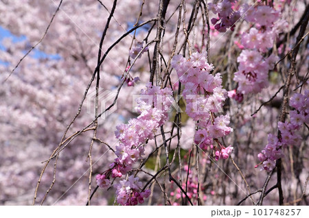 佐保川の枝垂れ桜 佐保川の枝垂れ桜 101748257