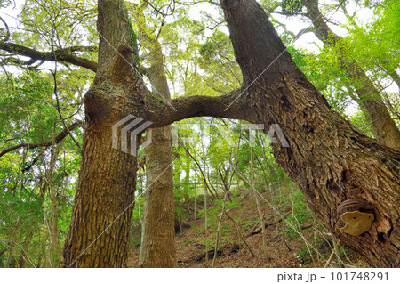 神戸市諏訪山の「連理のクス」 神戸市諏訪山の「連理のクス」 101748291