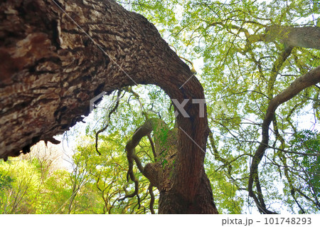 神戸市諏訪山の「連理のクス」 101748293