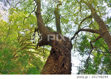 神戸市諏訪山の「連理のクス」 101748294