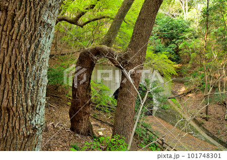 神戸市諏訪山の「連理のクス」 101748301