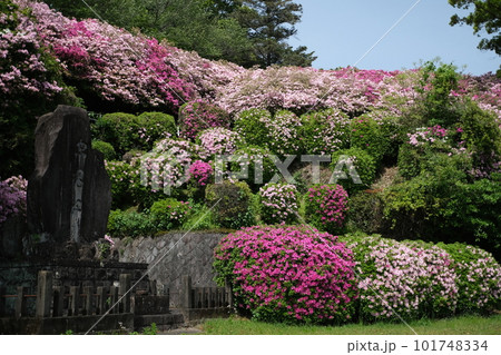 咲き誇るツツジ 咲き誇るツツジ 101748334