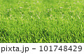 Bright green blades of grass in a public park - colorful wide defocused background concept with copy space - Generative AI 101748429