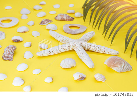 White starfish, shells with palm leaves on yellow background. Travel, vacation, summer White starfish, shells with palm leaves on yellow background. Travel, vacation, summer 101748813