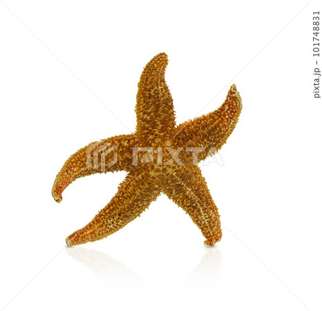 Orange textured starfish on white isolated background. Symbol of the sea, relaxation, beach. Copy space Orange textured starfish on white isolated background. Symbol of the sea, relaxation, beach. Copy space 101748831