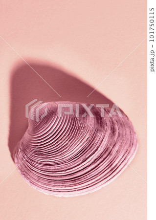 Colored shell studio shot Colored shell studio shot 101750115
