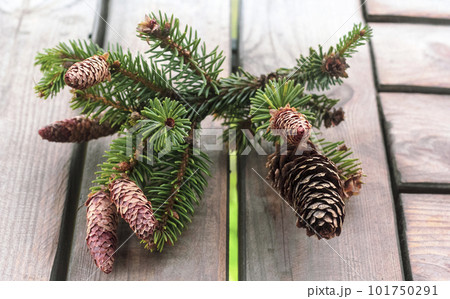 Fir cones on wooden planks, background decoration 101750291