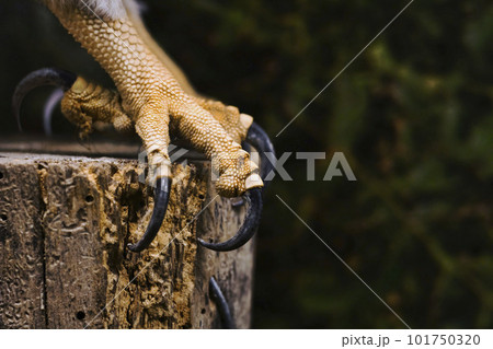 Close-up of the sharp claws and foot of an osprey (Pandion haliaetus) perched on a block of wood 101750320