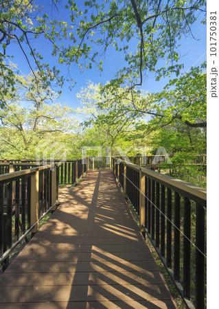 新緑の野山北公園の冒険の森の展望デッキ 101750381