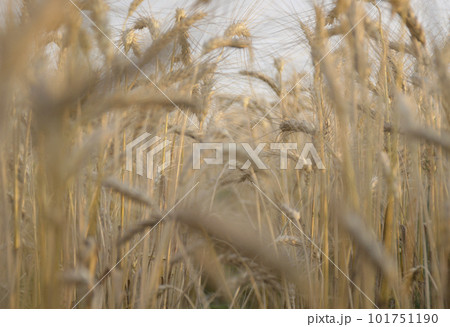 Wheat field. Ears of golden wheat close-up. Rich harvest concept 101751190