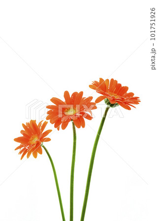 明るいオレンジ色のガーベラの花 101751926