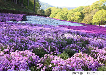 芝桜の公園 芝桜の公園 101751998