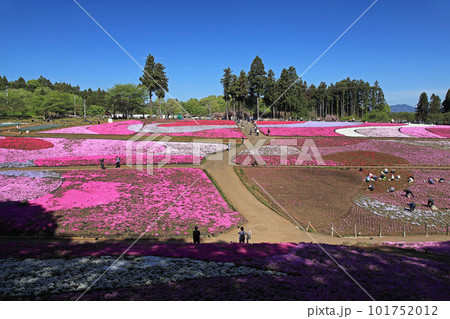 芝桜の公園 101752012