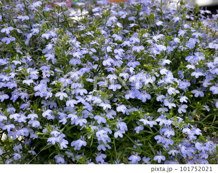 ロベリアの花 101752021