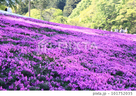 芝桜の公園 101752035