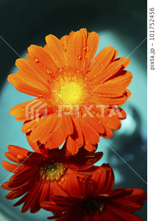 エメラルドグリーンの水に浮かぶオレンジ色のガーベラの花 101752456