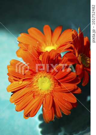 エメラルドグリーンの水に浮かぶオレンジ色のガーベラの花 エメラルドグリーンの水に浮かぶオレンジ色のガーベラの花 101752482
