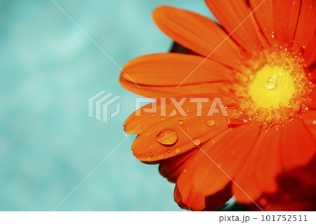 エメラルドグリーンの水に浮かぶオレンジ色のガーベラの花 エメラルドグリーンの水に浮かぶオレンジ色のガーベラの花 101752511