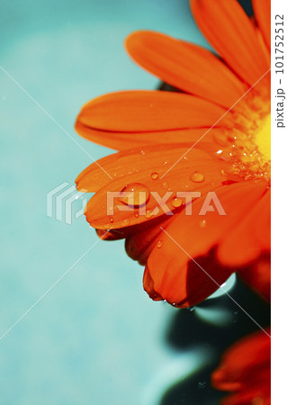 エメラルドグリーンの水に浮かぶオレンジ色のガーベラの花 エメラルドグリーンの水に浮かぶオレンジ色のガーベラの花 101752512