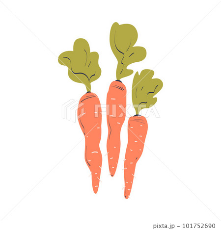 Ripe Carrot Vegetable as Seasonal Harvesting and Yield Vector Illustration Ripe Carrot Vegetable as Seasonal Harvesting and Yield Vector Illustration 101752690