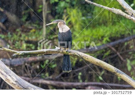 木の枝にとまるアメリカヘビウ 木の枝にとまるアメリカヘビウ 101752759