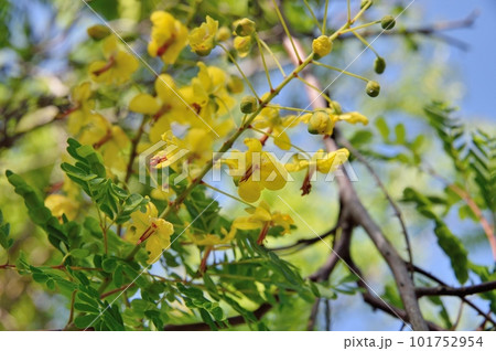 ジャケツイバラの花 ジャケツイバラの花 101752954