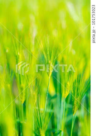 【初夏素材】初夏の青麦畑【長野県】 101753023