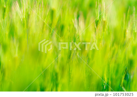 【初夏素材】初夏の青麦畑【長野県】 101753025