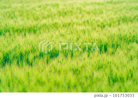 【初夏素材】初夏の青麦畑【長野県】 【初夏素材】初夏の青麦畑【長野県】 101753035