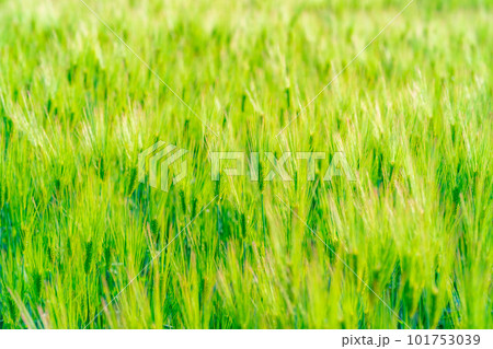 【初夏素材】初夏の青麦畑【長野県】 101753039