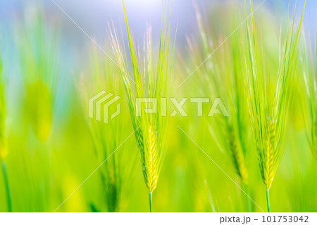 【初夏素材】初夏の青麦畑【長野県】 101753042