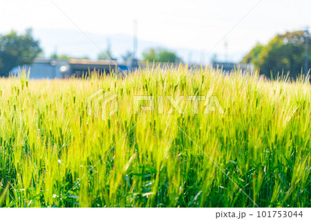 【初夏素材】初夏の青麦畑【長野県】 101753044