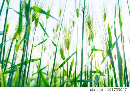 【初夏素材】初夏の青麦畑【長野県】 101753047