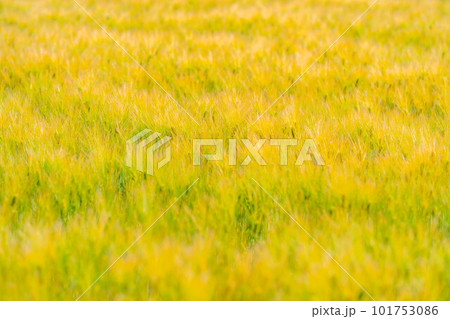 【初夏素材】麦秋の麦畑【長野県】 101753086