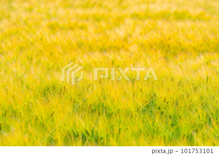 【初夏素材】麦秋の麦畑【長野県】 【初夏素材】麦秋の麦畑【長野県】 101753101