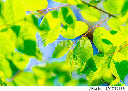 【初夏素材】新緑と青空【長野県】 【初夏素材】新緑と青空【長野県】 101753113