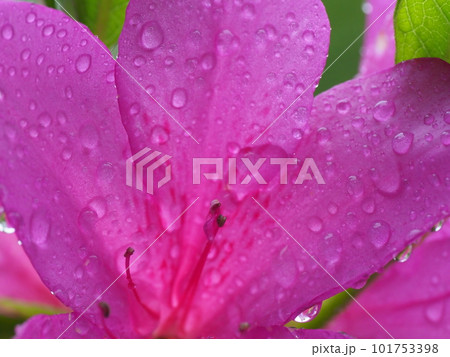 雨上がりのしっとり濡れたツツジの花 雨上がりのしっとり濡れたツツジの花 101753398