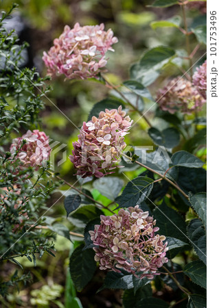 Hydrangea arborescens Incrediball Blush, Sweet Annabelle in garden flowers Hydrangea arborescens Incrediball Blush, Sweet Annabelle in garden flowers 101753496