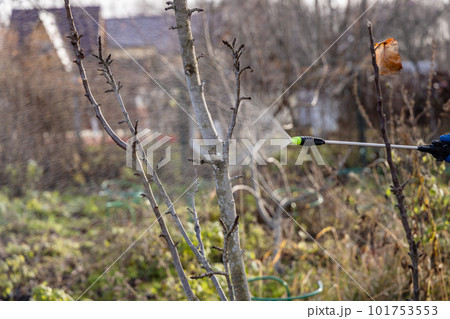 Using chemicals in the garden orchard gardener applying an insecticide a fertilizer to his fruit shrubs, using a sprayer Using chemicals in the garden orchard gardener applying an insecticide a fertilizer to his fruit shrubs, using a sprayer 101753553