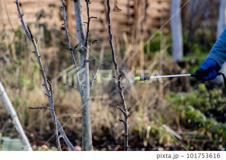 Using chemicals in the garden orchard gardener applying an insecticide a fertilizer to his fruit shrubs, using a sprayer Using chemicals in the garden orchard gardener applying an insecticide a fertilizer to his fruit shrubs, using a sprayer 101753616