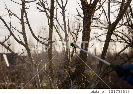 Using chemicals in the garden orchard gardener applying an insecticide a fertilizer to his fruit shrubs, using a sprayer Using chemicals in the garden orchard gardener applying an insecticide a fertilizer to his fruit shrubs, using a sprayer 101753618