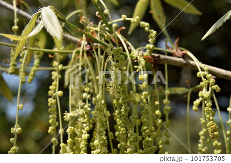 クヌギの雄花 クヌギの雄花 101753705
