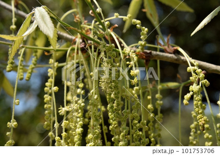 クヌギの雄花 クヌギの雄花 101753706