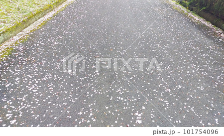 今年の桜も終わり 101754096