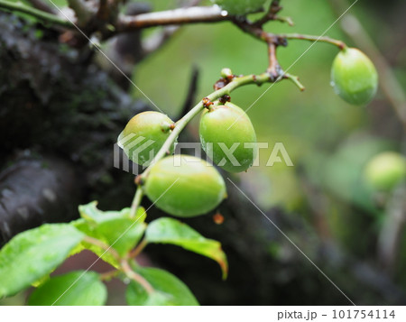 雨に濡れた梅の実 101754114