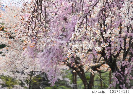 長野県飯田市 風越公園(権助)の満開の桜 【八重紅枝垂れ桜】 【山桜】 長野県飯田市 風越公園(権助)の満開の桜 【八重紅枝垂れ桜】 【山桜】 101754135