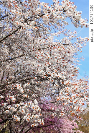 満開の山桜 【青空背景】 満開の山桜 【青空背景】 101754136